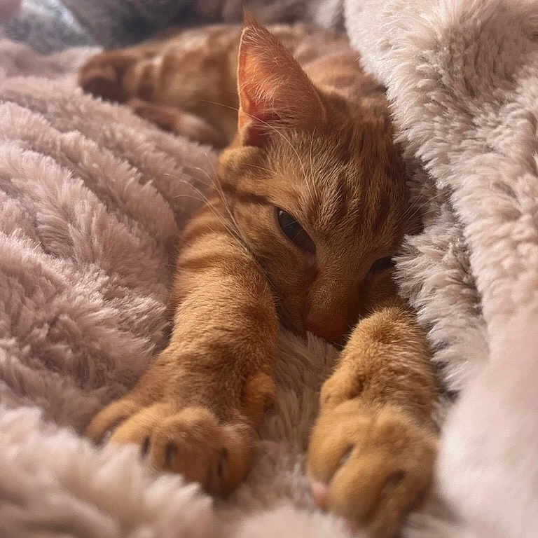 Jak participe au concours pour gagner de l'argent avec cette photo : cat, orange_cat, sleepy, resting, lying_down, paws, fur, whiskers, ears, face, cozy, blanket, plush, soft_texture, indoors, bed, close_up, portrait, warm_lighting, relaxed