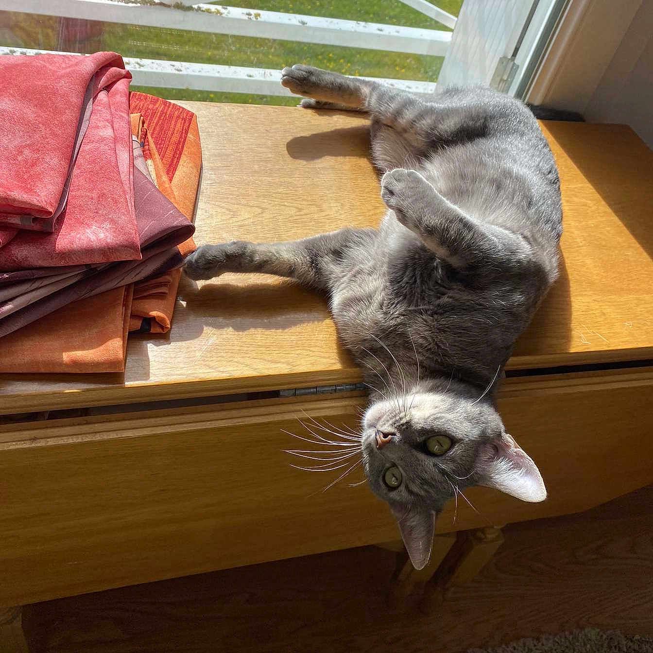 Perle a rejoint le concours — aidez-le/la à gagner de superbes lots ! accessories, animal, cat, desk, drawer, furniture, hardwood, indoors, interiordesign, kitten, manx, person, pet, plywood, stainedwood, table, wallet, window, windowsill, wood