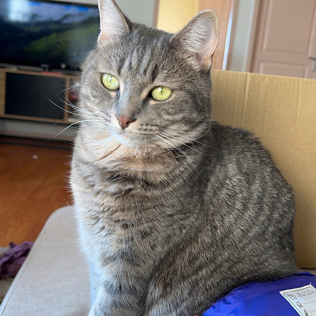 Choupette participe au concours pour gagner de l'argent avec cette photo : cat, couch, cozy, domestic_cat, ears, eyes, feline, fur, furniture, gray_tabby, household, indoor, living_room, nose, pet, purple_object, red_strap, relaxed, sitting, whiskers