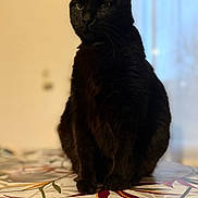 Fifi participe au concours pour gagner de l'argent avec cette photo : animal, black_cat, blurred_background, cat, clock, cozy, curtains, domestic_animal, fur, home, indoor, leaf_pattern, looking_away, pattern, pet, seated, soft_light, table, whiskers, window