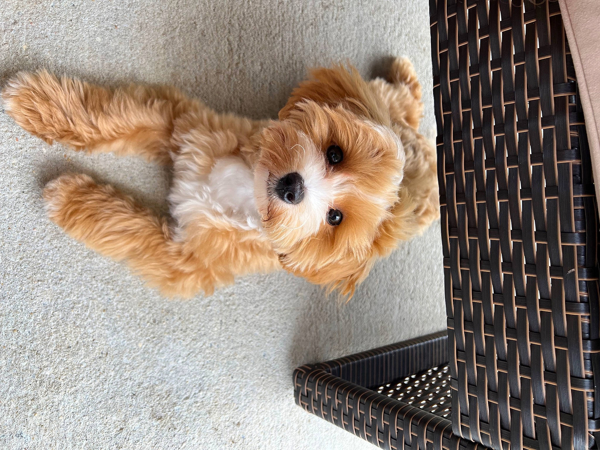 Bandit joined the competition — help win amazing prizes! carnivore, companion_dog, dog, dog_breed, dog_supply, fawn, firefighter, flooring, fur, mesh, pet_supply, small_terrier, snout, sporting_group, stuffed_toy, terrier, toy, toy_dog, vertebrate, working_animal