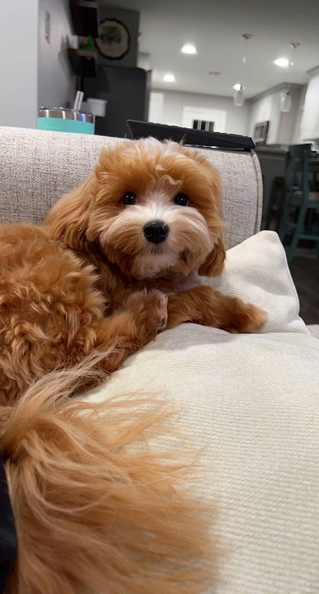 Bandit joined the competition — help win amazing prizes! canidae, carnivore, chair, comfort, companion_dog, dog, dog_breed, dog_supply, fawn, fur, liver, poodle, puppy_love, small_terrier, snout, sporting_group, terrier, toy, toy_dog, working_animal