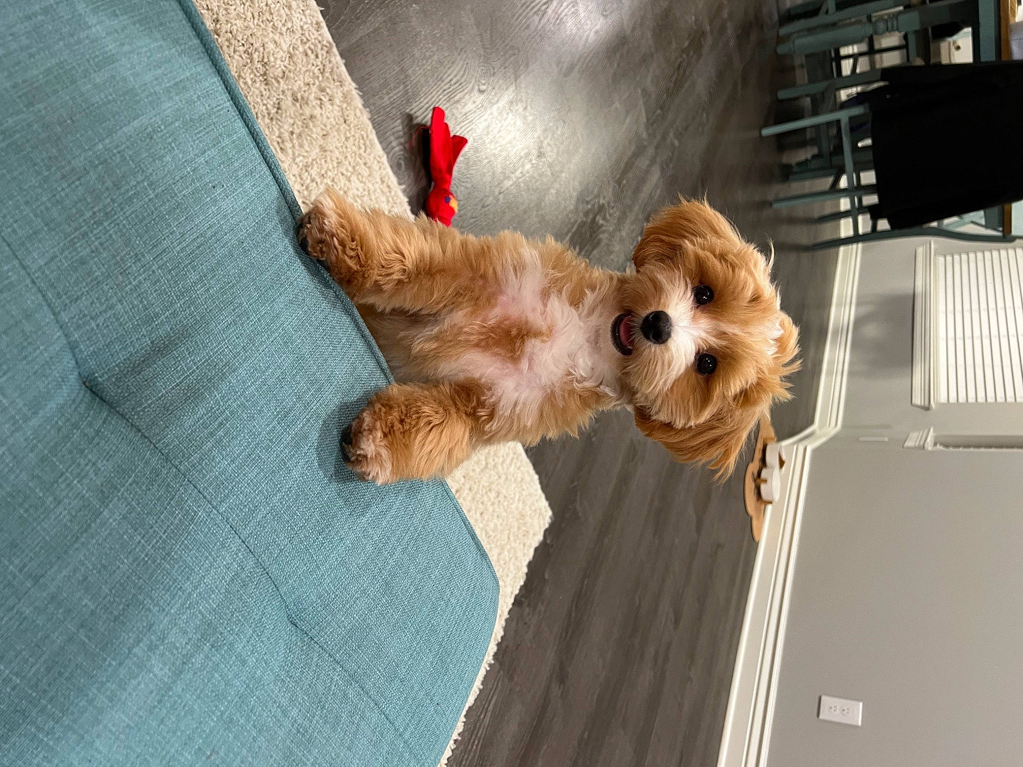 Bandit is registered to the contest to win money with this photo: canidae, carnivore, comfort, companion_dog, dog, dog_breed, dog_supply, fawn, fur, liver, paw, pet_supply, snout, sporting_group, stuffed_toy, sunglasses, toy, toy_dog, whiskers, working_animal