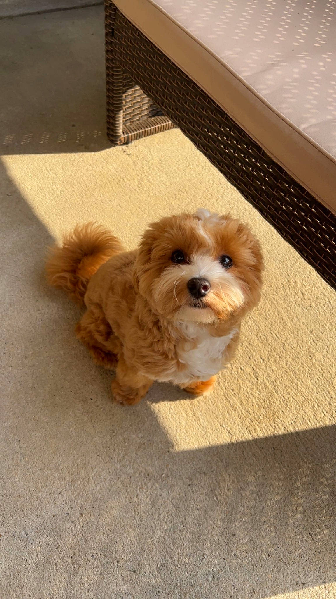 Bandit is registered to the contest to win money with this photo: carnivore, companion_dog, computer_keyboard, dog, dog_breed, dog_clothes, dog_supply, fawn, flooring, liver, mal_shi, peripheral, shih_poo, small_terrier, snout, sporting_group, terrier, toy_dog, wood, working_animal