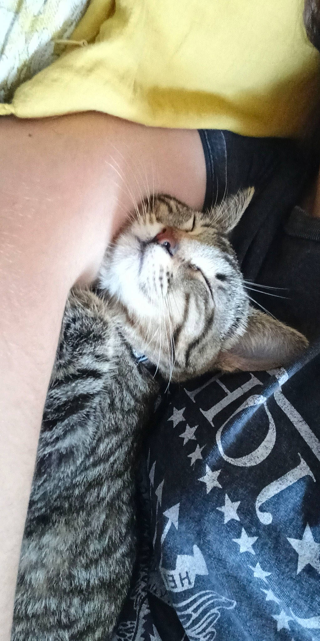 Haru participe au concours pour gagner de l'argent avec cette photo : carnivore, cat, claw, comfort, domestic_short_haired_cat, ear, eye, felidae, foot, fur, grey, human_leg, nail, nap, paw, small_to_medium_sized_cats, snout, tail, terrestrial_animal, whiskers