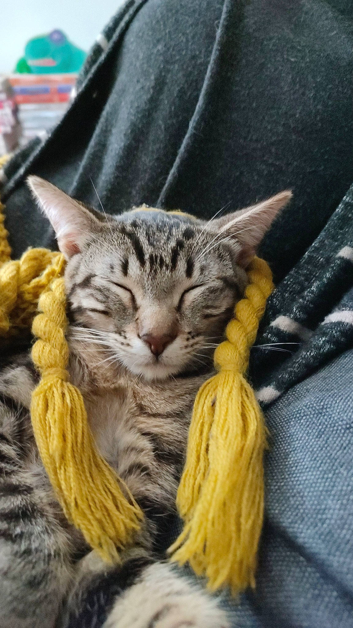 Haru a rejoint le concours — aidez-le/la à gagner de superbes lots ! art, carnivore, cat, claw, domestic_short_haired_cat, electric_blue, felidae, fur, paw, small_to_medium_sized_cats, tail, terrestrial_animal, thread, tree, whiskers