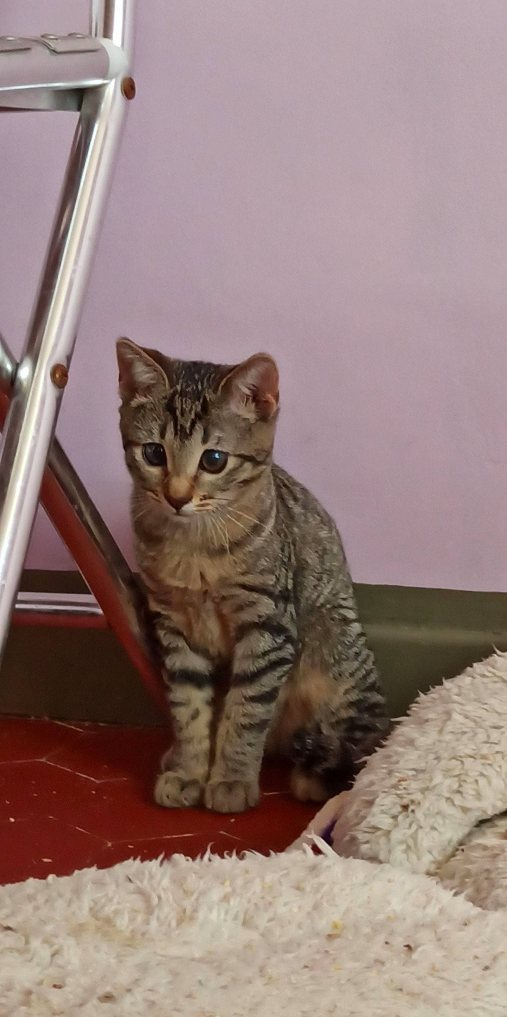 Haru a rejoint le concours — aidez-le/la à gagner de superbes lots ! carnivore, cat, cat_supply, comfort, domestic_short_haired_cat, fawn, felidae, fur, paw, pet_supply, sitting, small_to_medium_sized_cats, snout, tail, terrestrial_animal, whiskers, windscreen_wiper, wood