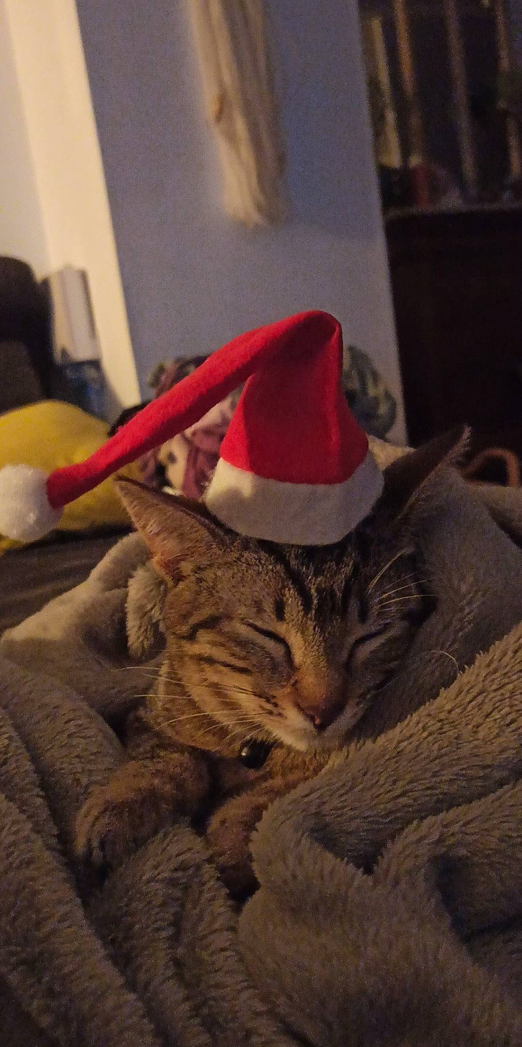 Haru participe au concours pour gagner de l'argent avec cette photo : cap, carmine, carnivore, cat, comfort, costume_hat, domestic_short_haired_cat, fawn, felidae, flooring, fur, grey, hat, linens, small_to_medium_sized_cats, tail, thread, whiskers, wood, wool