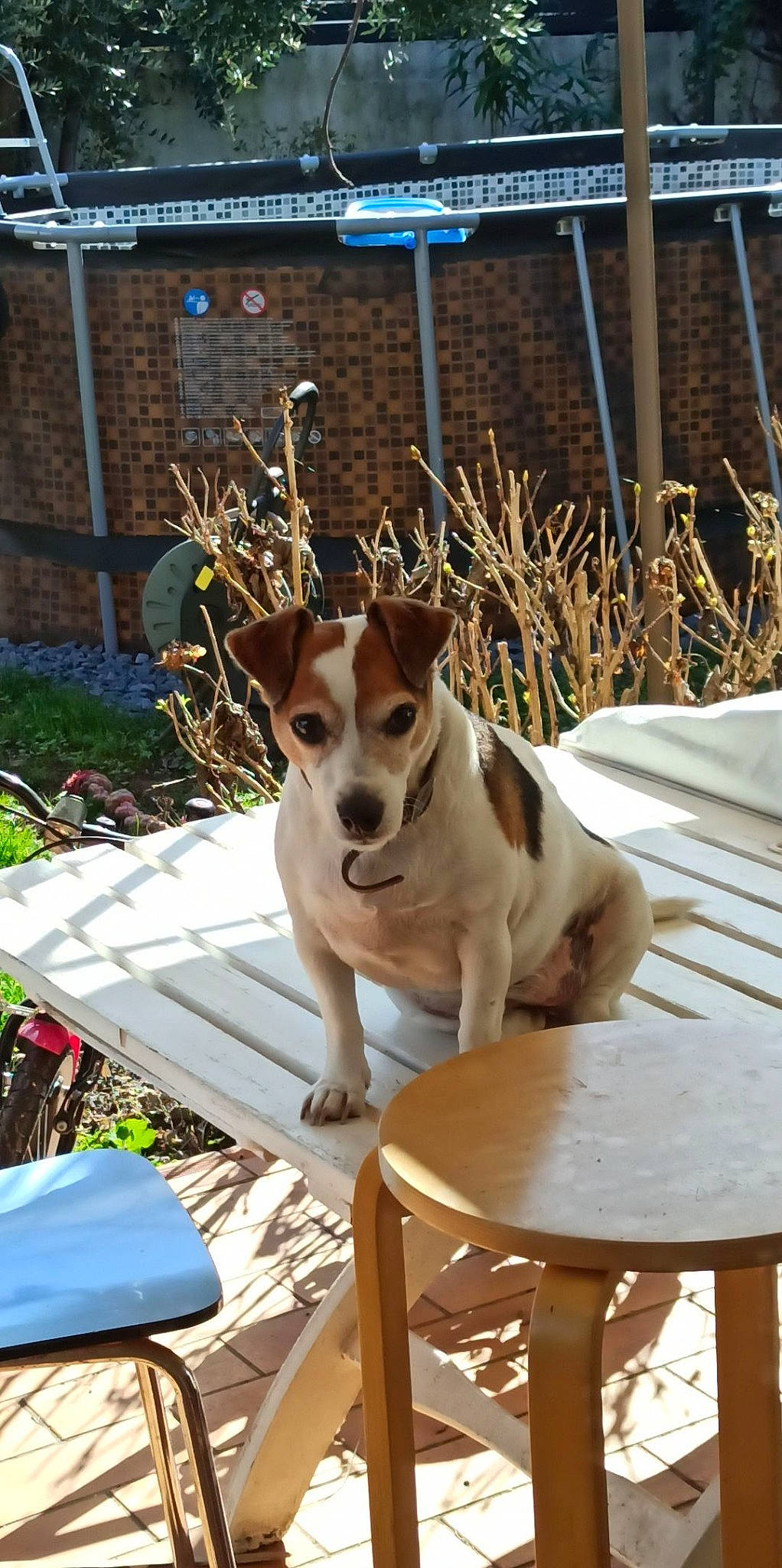 Hindy a rejoint le concours — aidez-le/la à gagner de superbes lots ! carnivore, chair, collar, companion_dog, dog, dog_breed, dog_collar, dog_supply, door, fawn, leash, outdoor_bench, outdoor_furniture, outdoor_table, paw, plant, table, tail, whiskers, wood