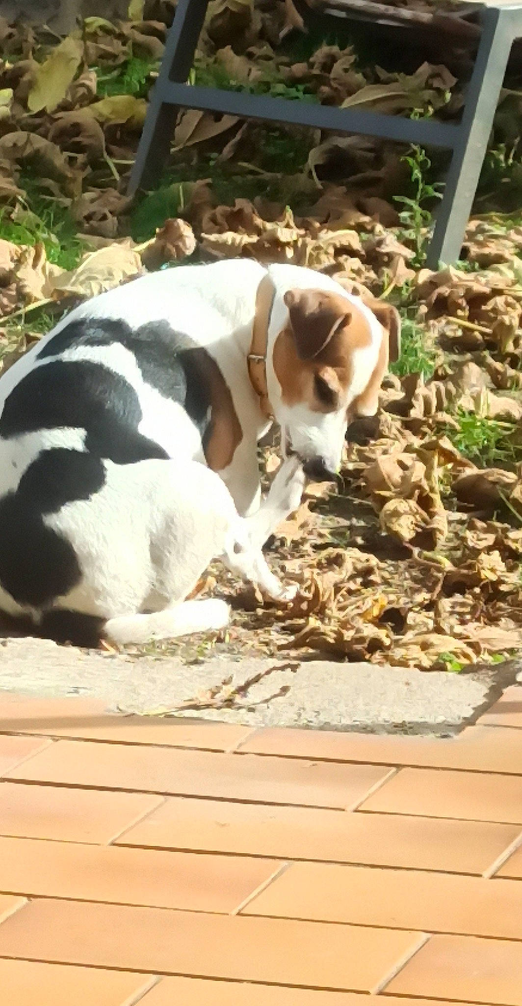 Hindy participe au concours pour gagner de l'argent avec cette photo : carnivore, collar, companion_dog, dog, dog_breed, dog_collar, dog_supply, fawn, flooring, grass, hardwood, hound, paw, plant, scent_hound, sporting_group, tail, terrestrial_animal, wood, working_animal