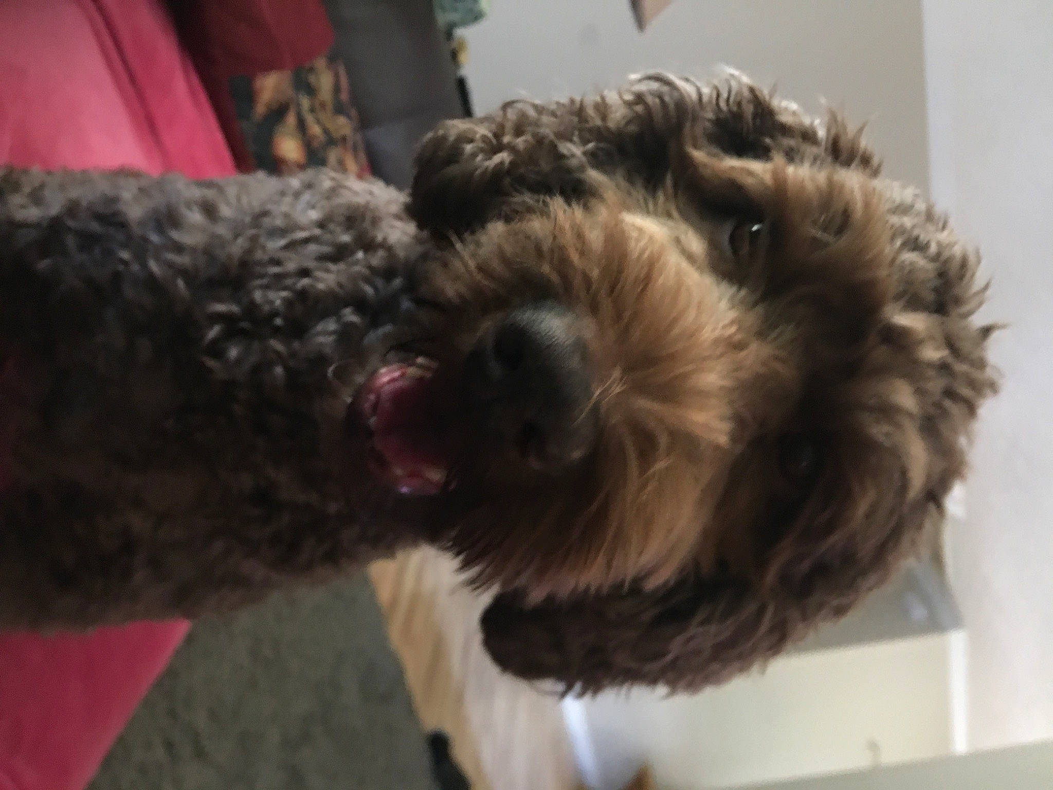 Kitty is registered to the contest to win money with this photo: airedale_terrier, canidae, carnivore, companion_dog, dog, dog_breed, dog_collar, fur, labradoodle, liver, schnauzer, small_terrier, snout, sporting_group, tail, terrier, toy_dog, water_dog, welsh_terrier, working_animal