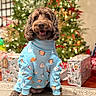 blue_sweater, brown_dog, carpet, celebration, christmas_lights, christmas_tree, clothing, curly_fur, cute, decorations, dog, festive, happy, holiday, indoor, pet, presents, smiling_dog, wooden_floor, wrapped_gifts