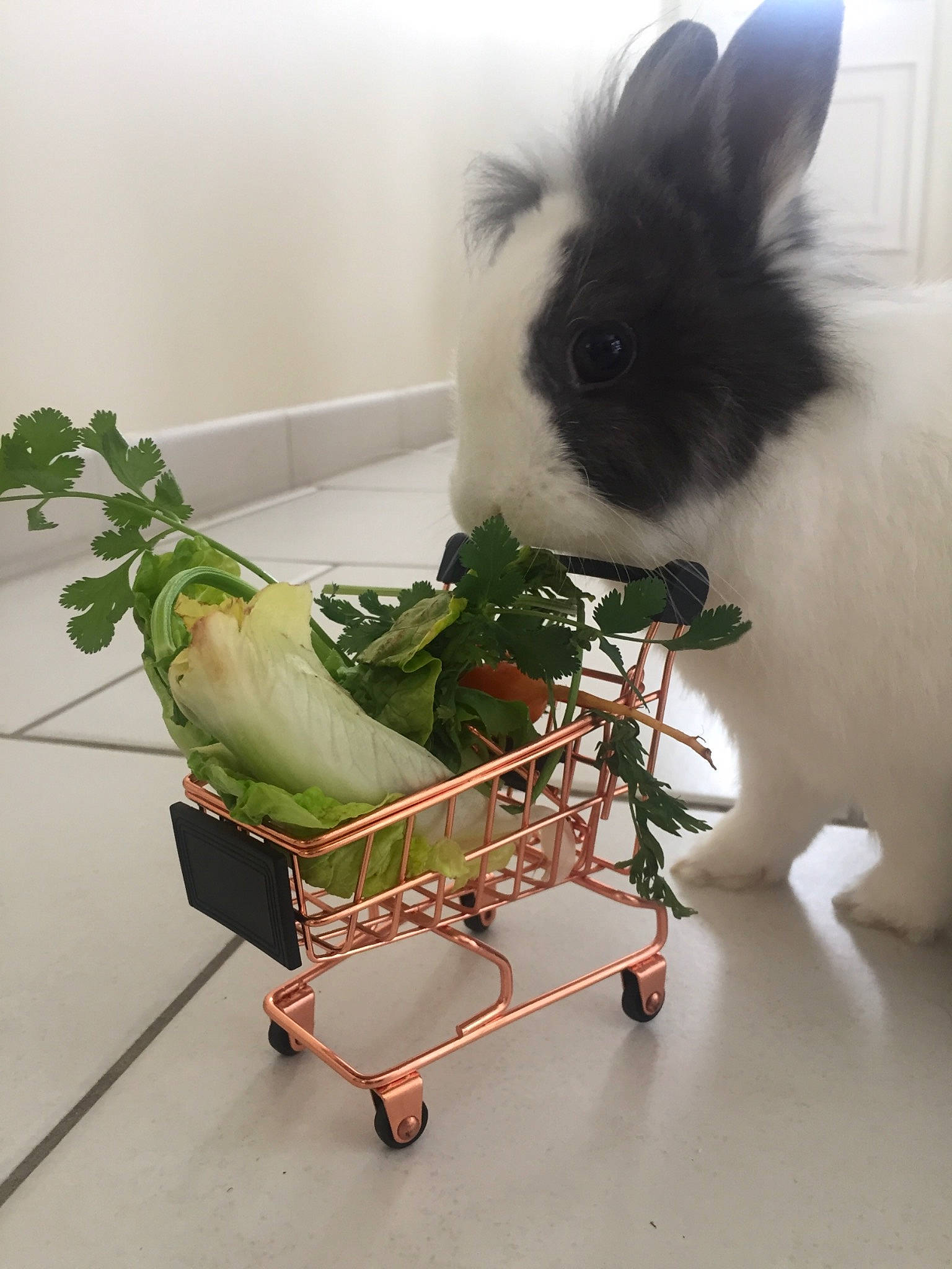 Croustie a rejoint le concours — aidez-le/la à gagner de superbes lots ! angora_rabbit, domestic_rabbit, fawn, flowerpot, fur, rabbit, rabbits_and_hares, vehicle, whiskers
