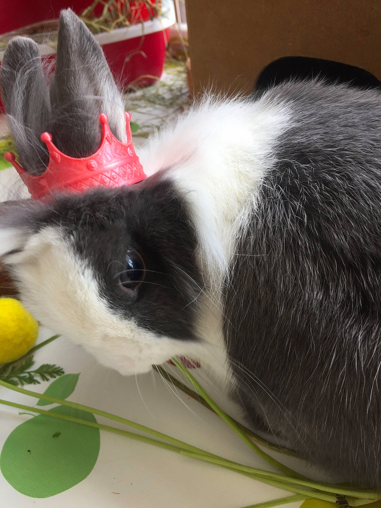 Croustie a rejoint le concours — aidez-le/la à gagner de superbes lots ! guinea_pig, plant, rabbit, snout, whiskers