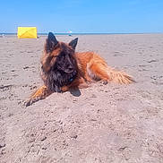 Ragnar a rejoint le concours — aidez-le/la à gagner de superbes lots ! dog, german_shepherd, beach, sand, sunny, sky, outdoor, relaxing, canine, animal, summer, vacation, pet, nature, holiday, resting, fur, collar, daytime, landscape