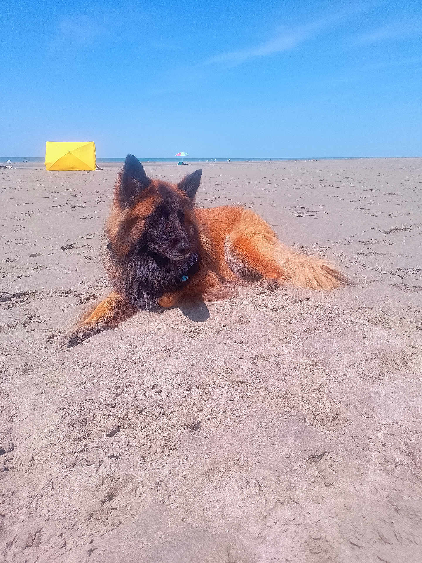 Ragnar a rejoint le concours — aidez-le/la à gagner de superbes lots ! dog, german_shepherd, beach, sand, sunny, sky, outdoor, relaxing, canine, animal, summer, vacation, pet, nature, holiday, resting, fur, collar, daytime, landscape