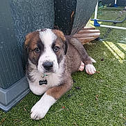 Ace participe au concours pour gagner de l'argent avec cette photo : puppy, dog, pet, grass, outdoor, collar, tag, black, white, brown, fur, paw, cute, animal, young, resting, sunlight, texture, wood, post