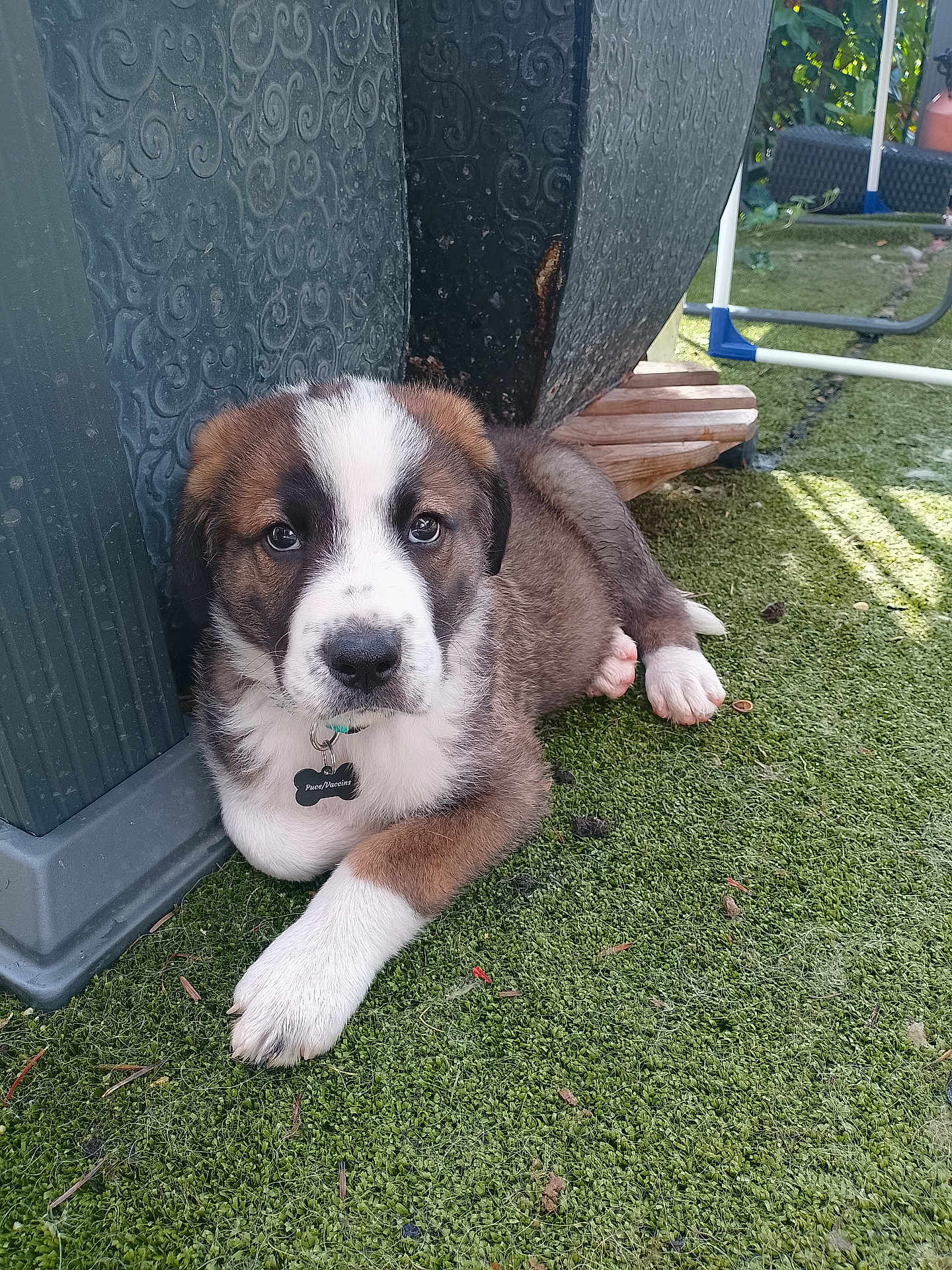Ace participe au concours pour gagner de l'argent avec cette photo : puppy, dog, pet, grass, outdoor, collar, tag, black, white, brown, fur, paw, cute, animal, young, resting, sunlight, texture, wood, post