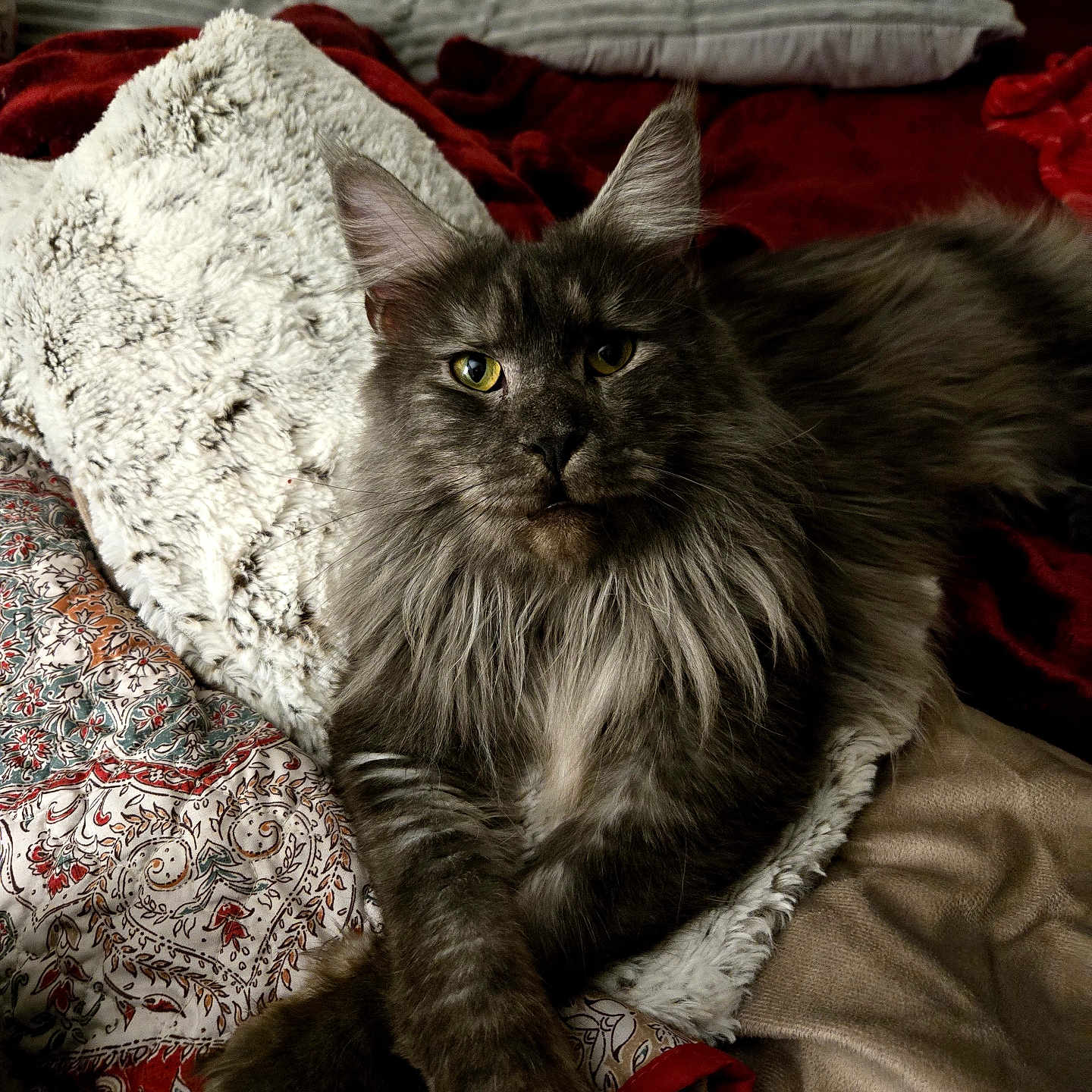 Meeko is registered to the contest to win money with this photo: cat, fluffy, gray, pet, indoor, blanket, patterned, textured, cozy, relaxed, fur, animal, cute, laying, portrait, looking, eyes, whiskers, soft, comfort