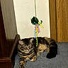 cat, tabby, indoor, carpet, toy, wood_paneling, pet, animal, feline, curious, relaxed, fur, striped, domestic_cat, playful, resting, home, colorful, dangling, paw