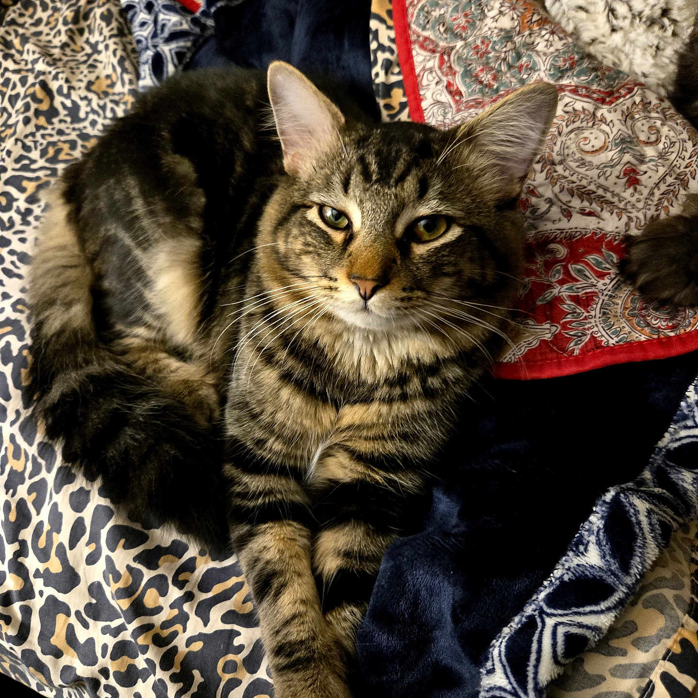 Romeo is registered to the contest to win money with this photo: cat, tabby, animal, pet, feline, lying_down, blanket, patterned, cozy, fur, whiskers, ears, paws, indoor, resting, cute, domestic, mammal, relaxed, portrait