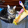 Romeo is registered to the contest to win money with this photo: cat, tabby, scratching_post, carpet, toy, feathers, fabric, indoor, pet, feline, fur, animal, whiskers, ears, tail, floor, wooden_furniture, playful, closeup, domestic