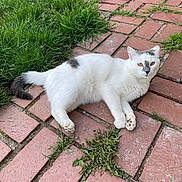 Jupiter joined the competition — help win amazing prizes! animal, black_markings, brick_path, cat, closeup, curious, feline, grass, greenery, nature, outdoor, paw, pet, relaxation, resting, sunlight, tail, texture, white_cat, yellow_eyes