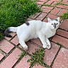 animal, black_markings, brick_path, cat, closeup, curious, feline, grass, greenery, nature, outdoor, paw, pet, relaxation, resting, sunlight, tail, texture, white_cat, yellow_eyes