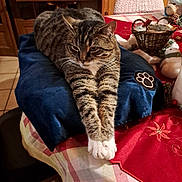 Pelote a rejoint le concours — aidez-le/la à gagner de superbes lots ! cat, tabby_cat, pet, animal, feline, cushion, table, tablecloth, wood_paneling, indoor, domestic, resting, stretching, paws, cozy, decorations, basket, home, relaxed, fur