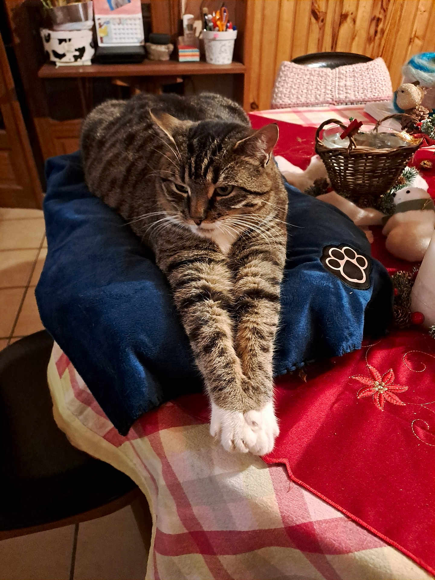 Pelote a rejoint le concours — aidez-le/la à gagner de superbes lots ! cat, tabby_cat, pet, animal, feline, cushion, table, tablecloth, wood_paneling, indoor, domestic, resting, stretching, paws, cozy, decorations, basket, home, relaxed, fur