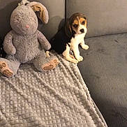 Saona participe au concours pour gagner de l'argent avec cette photo : beagle, canidae, carnivore, companion_dog, dog, dog_breed, fawn, pocket_beagle, puppy