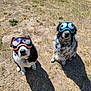 dog, animal, goggles, outdoor, grass, pets, funny, sitting, two_dogs, shadows, sunlight, canine, muzzle, collar, playful, brown, black, white, fur, eyes