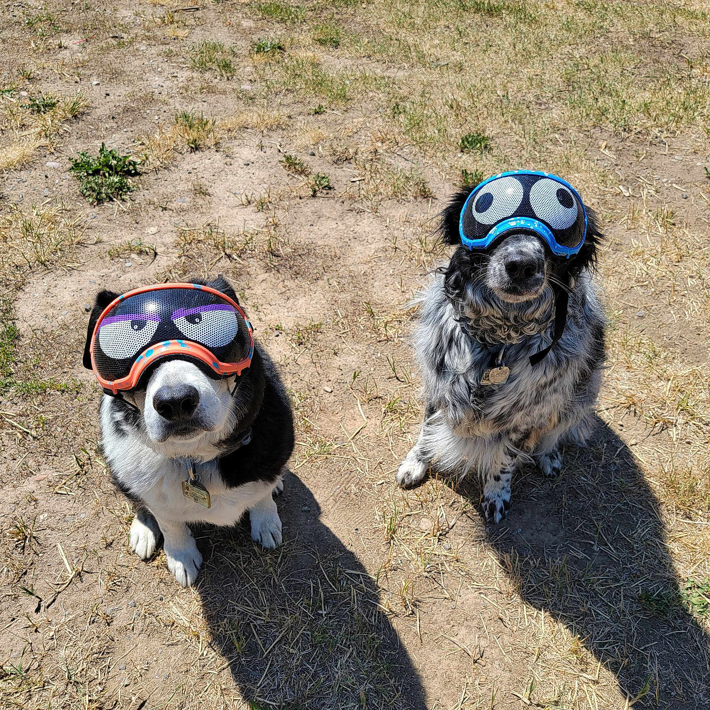 Runner And Dj joined the competition — help win amazing prizes! animal, black, brown, canine, collar, dog, eyes, funny, fur, goggles, grass, muzzle, outdoor, pets, playful, shadows, sitting, sunlight, two_dogs, white