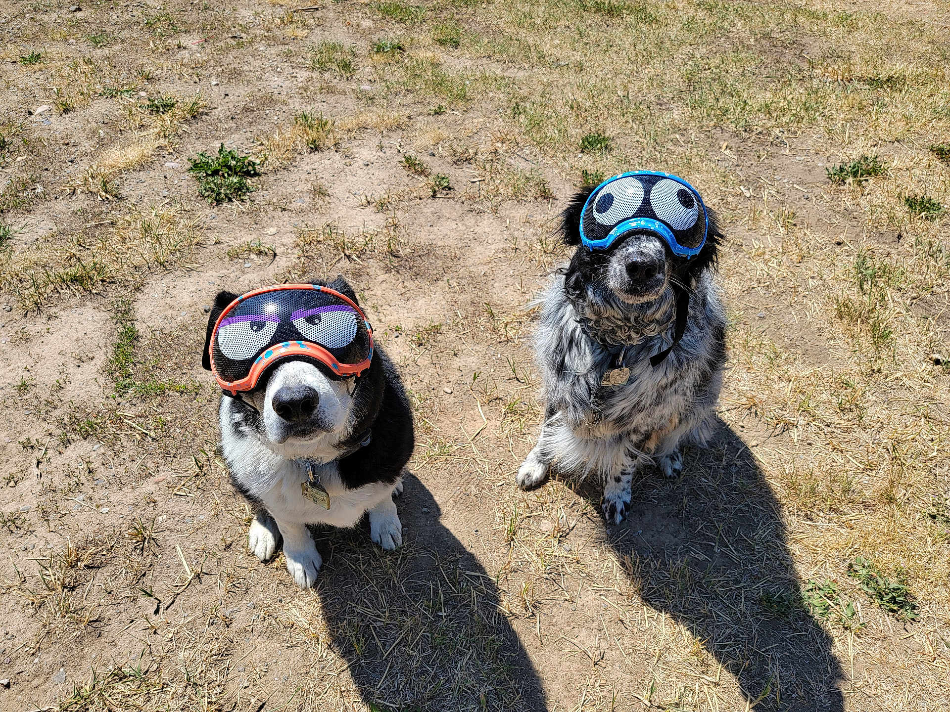 Runner And Dj joined the competition — help win amazing prizes! dog, animal, goggles, outdoor, grass, pets, funny, sitting, two_dogs, shadows, sunlight, canine, muzzle, collar, playful, brown, black, white, fur, eyes