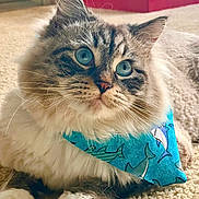 Elijah joined the competition — help win amazing prizes! adorable, animal, bandana, blue_eyes, carpet, cat, close_up, cute, domestic_animal, feline, fluffy, indoor, looking_away, paws, pet, portrait, relaxed, shark_pattern, soft_fur, whiskers