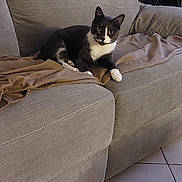 Chatouni participe au concours pour gagner de l'argent avec cette photo : cat, tuxedo_cat, sofa, blanket, indoor, furniture, tile_floor, pet, animal, relaxed, looking_at_camera, living_room, cozy, curious, whiskers, ears, paws, resting, home, cat_tree