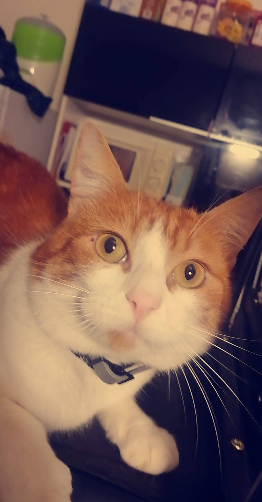 Yako a rejoint le concours — aidez-le/la à gagner de superbes lots ! carnivore, cat, curious, domestic_short_haired_cat, felidae, fur, iris, mammal, peach, pet_supply, small_to_medium_sized_cats, snout, terrestrial_animal, vertebrate, whiskers