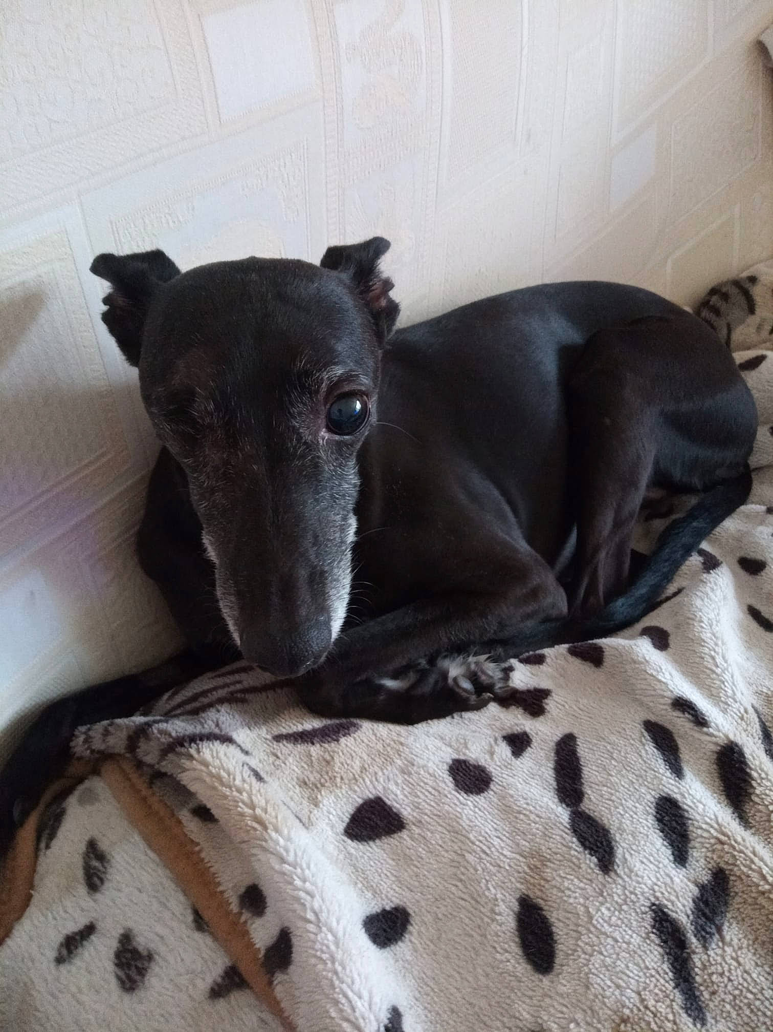 Sky is registered to the contest to win money with this photo: carnivore, collar, comfort, companion_dog, dog, dog_breed, dog_supply, fawn, grey, magyar_agar, pattern, pet_supply, rampur_greyhound, sighthound, snout, sporting_group, terrestrial_animal, toy_dog, whiskers, working_animal