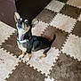 Zorro is registered to the contest to win money with this photo: dog, small_dog, black_dog, tan_markings, curious, sitting, carpet, checkered_carpet, brown_carpet, beige_carpet, indoor, couch, brown_couch, pet, collar, ears_up, looking_up, floor, home, animal