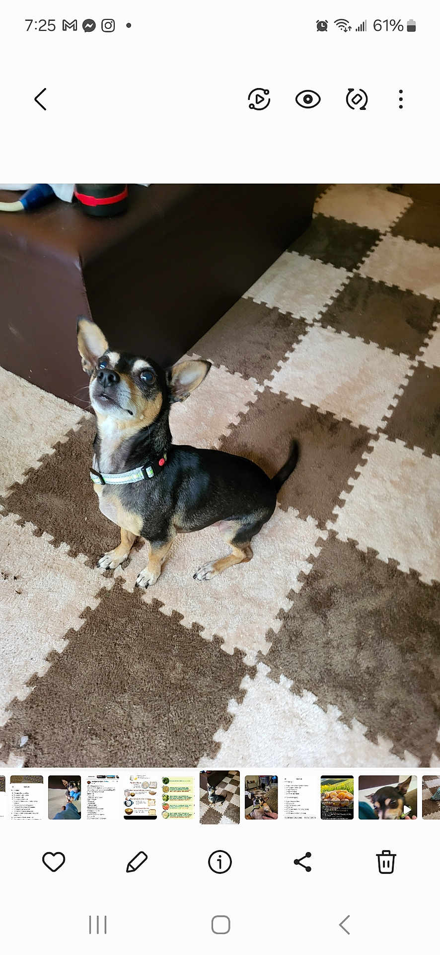 Zorro is registered to the contest to win money with this photo: dog, small_dog, black_dog, tan_markings, curious, sitting, carpet, checkered_carpet, brown_carpet, beige_carpet, indoor, couch, brown_couch, pet, collar, ears_up, looking_up, floor, home, animal