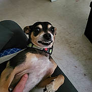 Zorro joined the competition — help win amazing prizes! dog, pet, indoor, floor, paw, collar, human_hand, playing, cute, small_dog, lying_down, funny_expression, toes, snout, animal, domestic_animal, relaxed, person_interaction, close_up, furniture