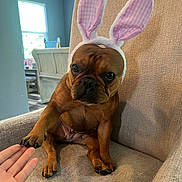 Ruby joined the competition — help win amazing prizes! animal, brown_fur, bunny_ears, chair, costume, couch, cute, dog, easter, french_bulldog, funny, human_hand, indoor, living_room, paw, pet, pink, portrait, sitting, wrinkled_face