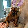 animal, brown_fur, bunny_ears, chair, costume, couch, cute, dog, easter, french_bulldog, funny, human_hand, indoor, living_room, paw, pet, pink, portrait, sitting, wrinkled_face