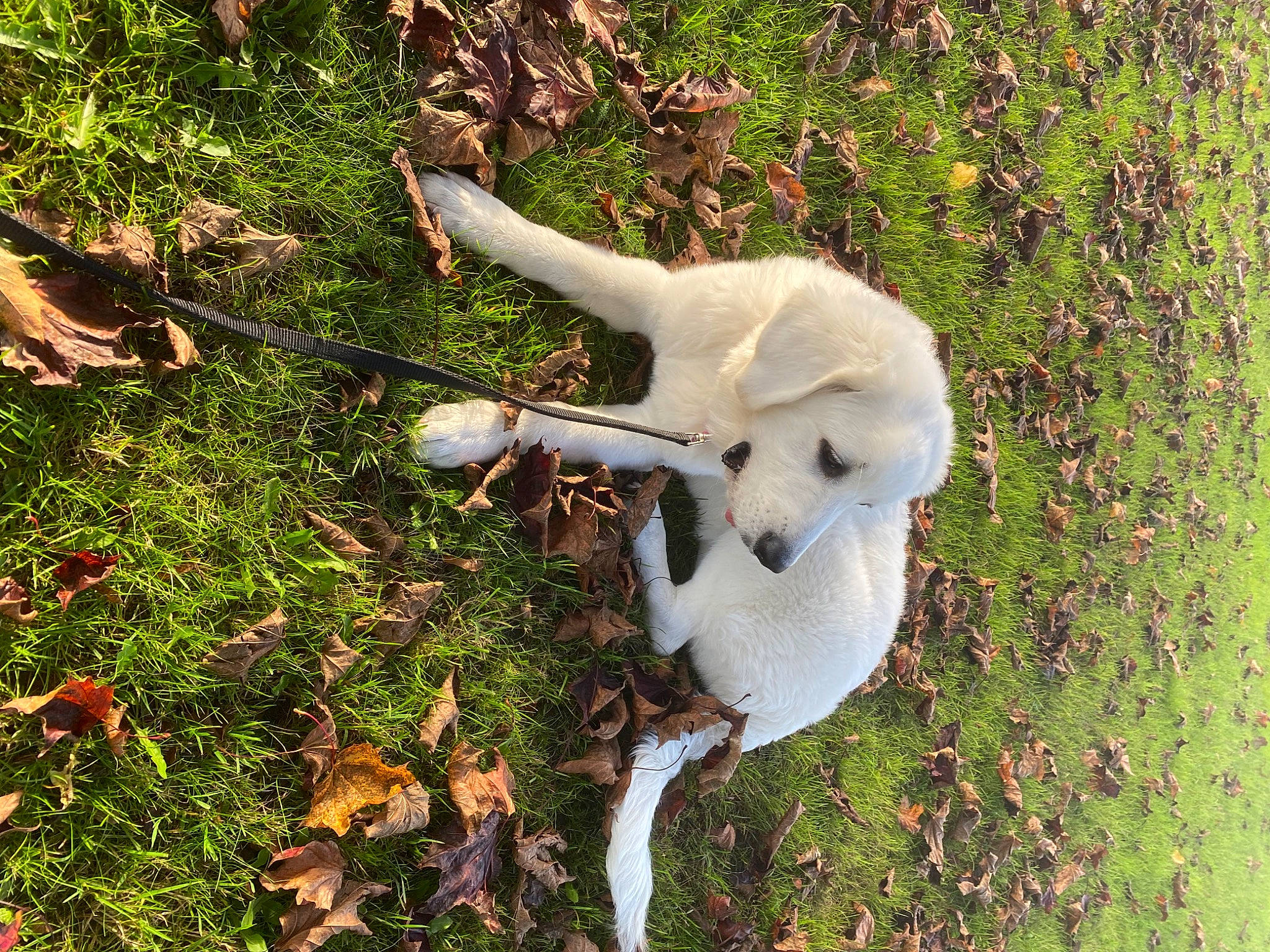 Molly a rejoint le concours — aidez-le/la à gagner de superbes lots ! bone, canidae, carnivore, cockatoo, companion_dog, dog_breed, fawn, felidae, fur, grass, paw, plant, small_to_medium_sized_cats, snout, sporting_group, tail, terrestrial_animal, twig, wildlife, working_animal