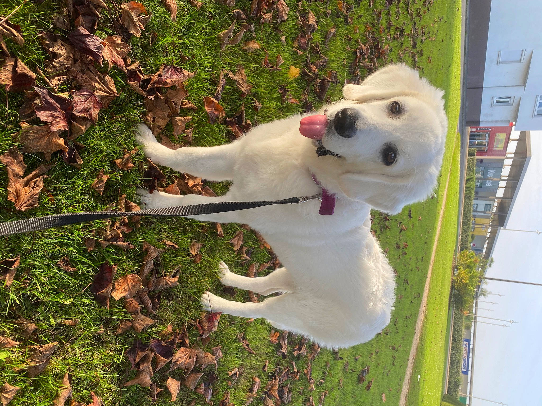 Molly a rejoint le concours — aidez-le/la à gagner de superbes lots ! canidae, carnivore, collar, companion_dog, dog, dog_breed, dog_collar, fawn, grass, happy, leash, pet_supply, plant, polish_tatra_sheepdog, sky, snout, sporting_group, tail, tree, working_animal