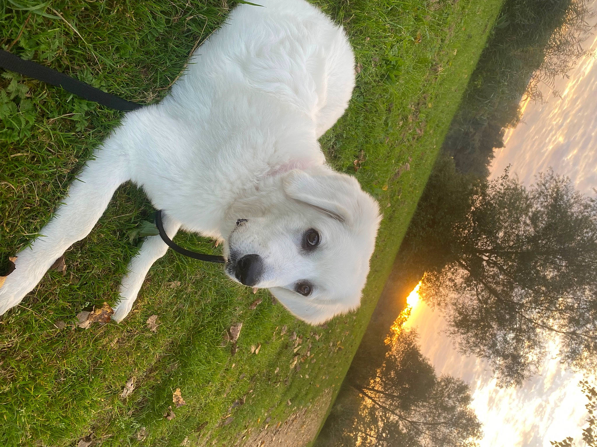 Molly participe au concours pour gagner de l'argent avec cette photo : bovine, canidae, carnivore, cockatoo, companion_dog, dog, dog_breed, grass, grassland, grazing, livestock, pasture, plant, sheep, snout, sporting_group, terrestrial_animal, tree, wildlife, working_animal