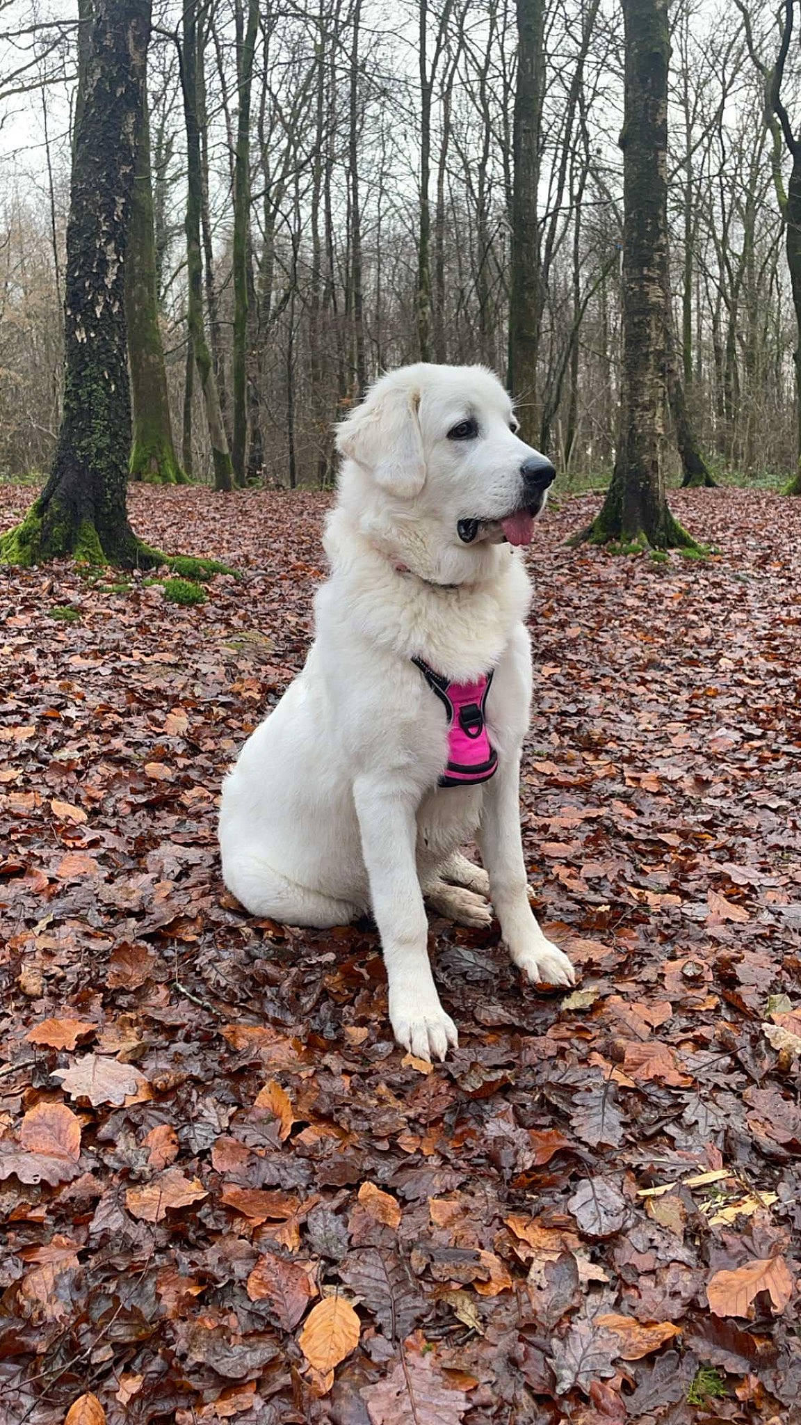 Molly a rejoint le concours — aidez-le/la à gagner de superbes lots ! adventure, canidae, carnivore, collar, companion_dog, dog, dog_breed, dog_collar, fawn, forest, plant, snout, soil, sporting_group, tail, tree, wood, woodland, working_animal, working_dog