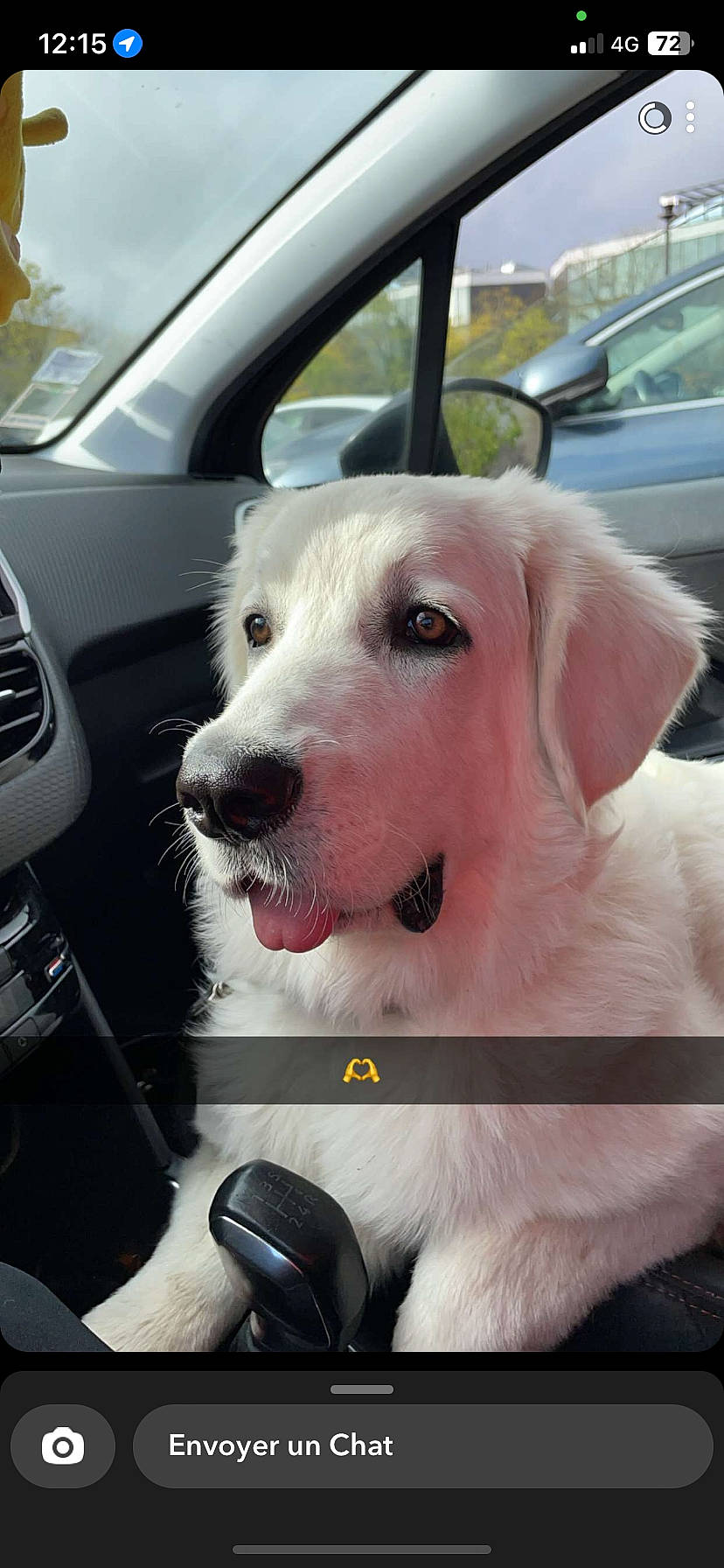 Molly a rejoint le concours — aidez-le/la à gagner de superbes lots ! automotive_exterior, car, car_seat, carnivore, collar, companion_dog, dog, dog_breed, dog_collar, fawn, giant_dog_breed, motor_vehicle, mouse, selfie, steering_wheel, vehicle, vehicle_door, wheel, windshield, working_animal