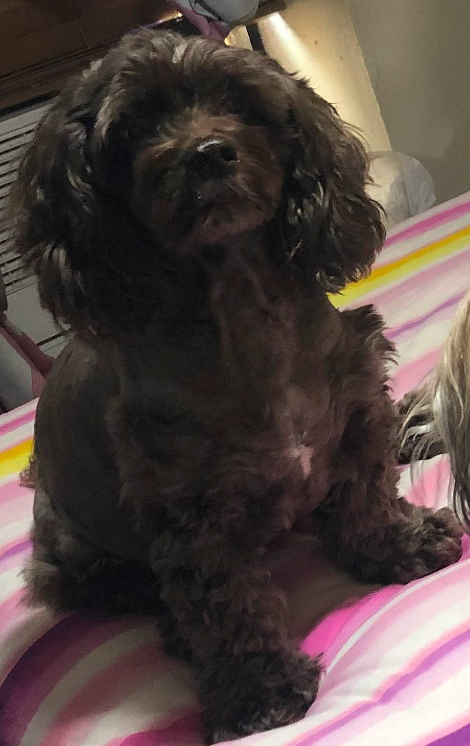 Jayda is registered to the contest to win money with this photo: canidae, carnivore, companion_dog, dog, dog_breed, fur, labradoodle, liver, magenta, maltepoo, poodle_crossbreed, puppy, small_terrier, snout, sporting_group, terrier, toy_dog, water_dog, working_animal, yorkipoo