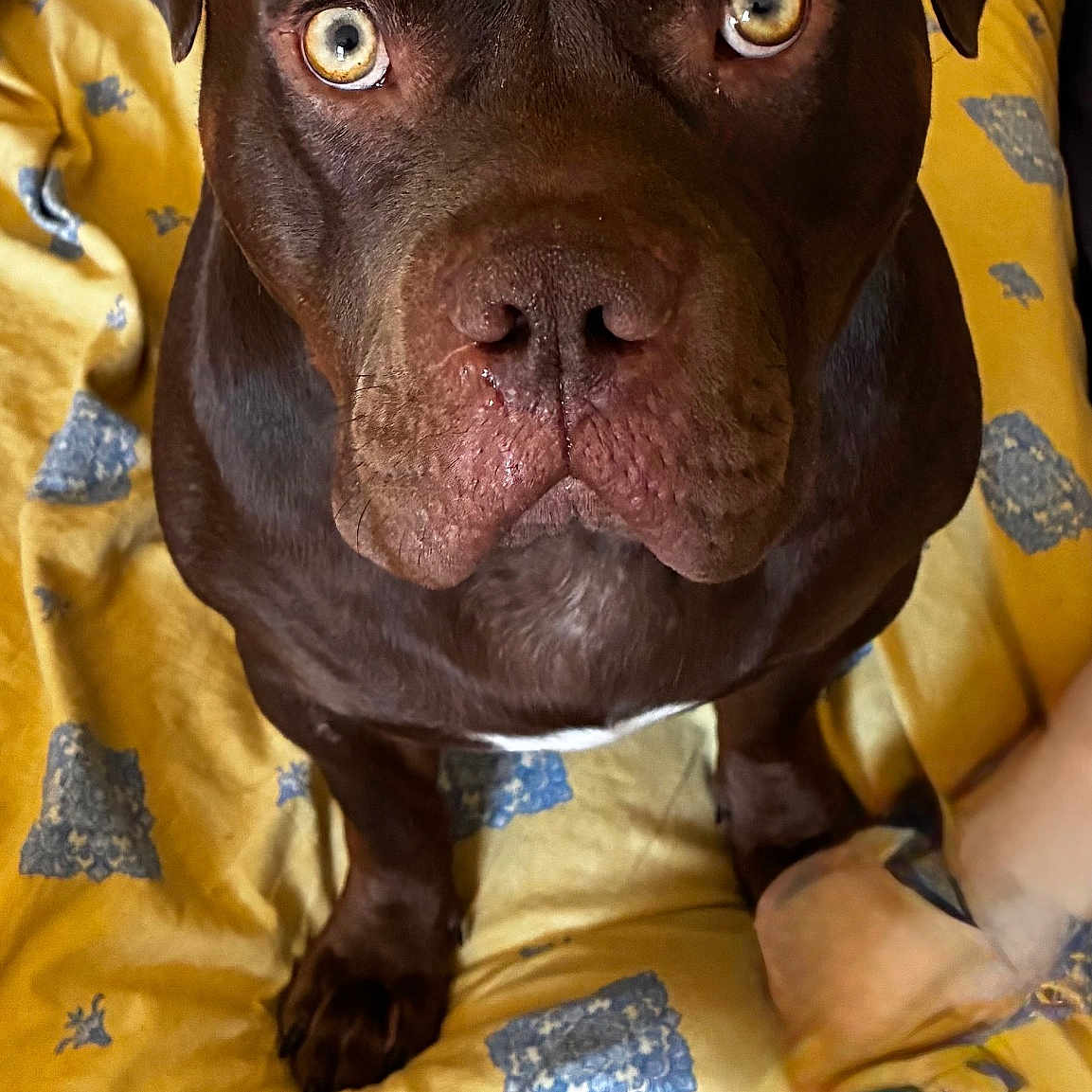 Prince a rejoint le concours — aidez-le/la à gagner de superbes lots ! animal, bed, blanket, brown_dog, canine, close_up, companion, cute, dog, domestic_animal, ears, fur, indoor, looking_up, patterned_blanket, paw, pet, resting, snout, yellow_eyes
